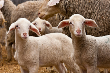 Naklejka premium Lamm, lamb