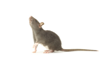 rat