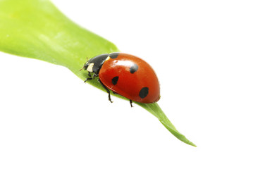 ladybug