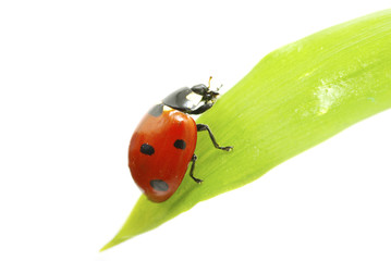 red ladybug