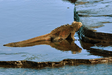 Marine Iguana grazing at the Ocean's edge