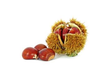 Chestnuts inside husk