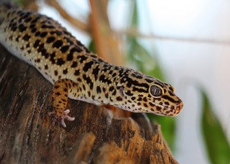 gecko