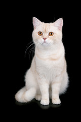 Fototapeta na wymiar British Short Hair cat