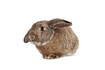 Rabbit on white