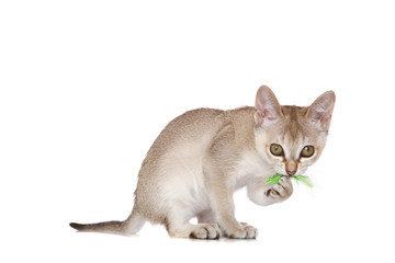 Singapura kitten with feather