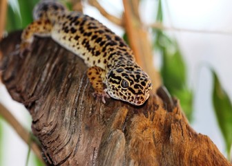 lézard gecko
