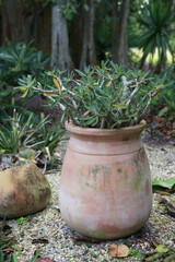 clay flower pot