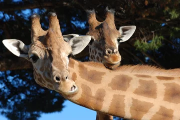 Crédence de cuisine en verre imprimé Girafe girafes