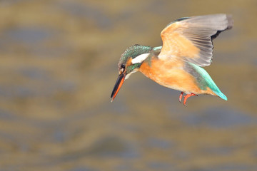 Obraz premium カワセミのホバリング