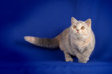 Fototapeta premium Beautiful kitten