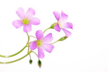 Fototapeta na wymiar Szczawik corniculata kwiaty