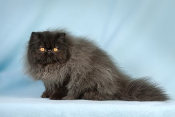 Beautiful cat