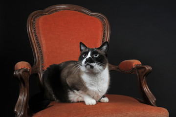 chat siamois sur fauteuil ancien