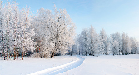 Panorama of the winter forest on a frosty day.
