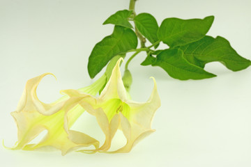 fleurs de datura, trompette de la mort