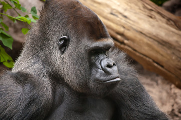 Lowland Gorilla