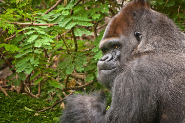 Lowland Gorilla