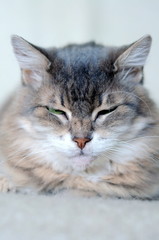 portrait of cute gray cat