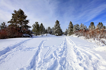 Fototapeta na wymiar Winter park near lake Tahoe