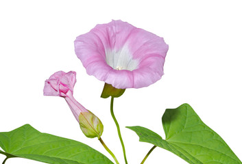 Flowers of bindweed 7