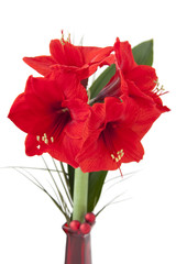 Bl&uuml;ten einer Amaryllis