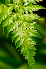 Fern leafs