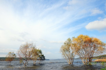 Naklejka na ściany i meble trees in lake