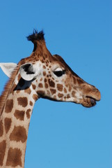girafe