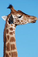 afrique