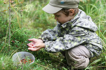 Gathering berries
