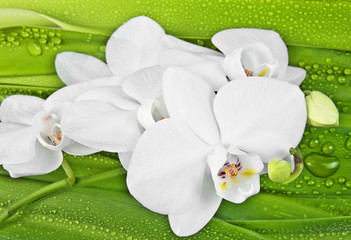 white orchid