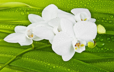 Panele Szklane  biała orchidea i zroszone liście