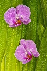 pink orchids and foliage