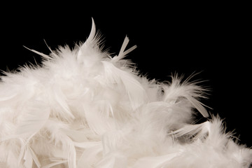 plumes blanches sur fond noir