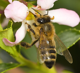 Honey bee