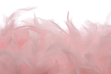 Foto op Plexiglas plumes roses sur fond blanc © mariesacha