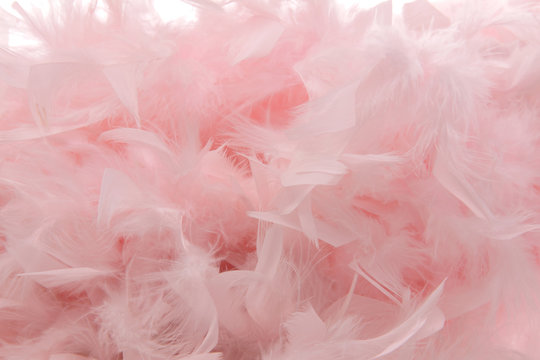 plumes roses sur fond blanc
