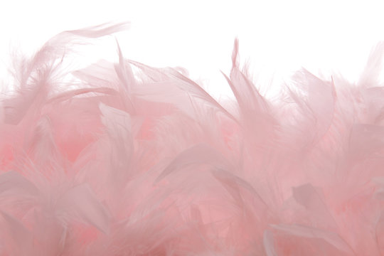 plumes roses sur fond blanc