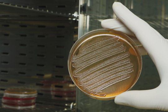 Laboratorio Microbiologia