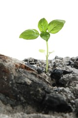 Seedling in Ashes