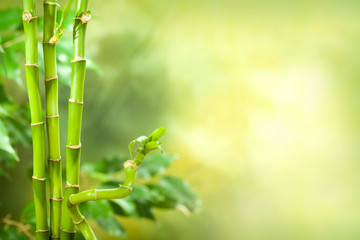 Green spa background - bamboo