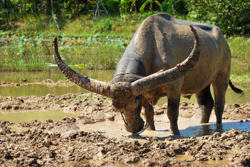 Buffalo in the mud