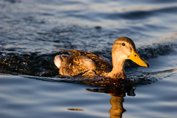 Fototapeta premium Wild duck in the lake