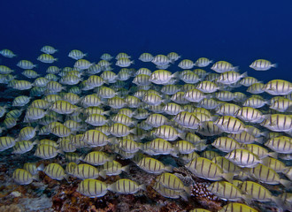 banc poissons 3