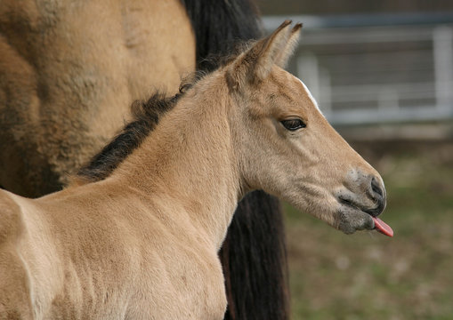 Fohlen steckt Zunge herau