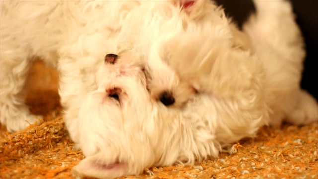 Playing with Maltese Puppies