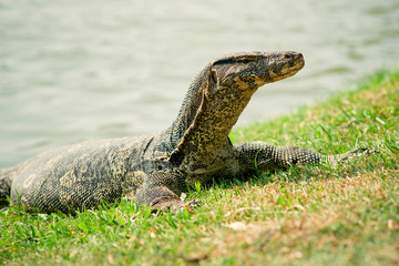 Monitor lizard