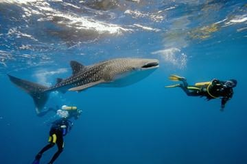 Fototapeta premium Whale shark and divers