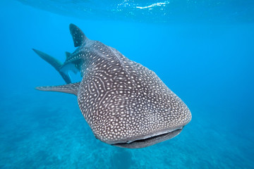 Obraz premium Whale shark